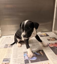 Shelter Stray Female Dog last seen , 14409 Vanowen St, Van Nuys, CA 91405, USA