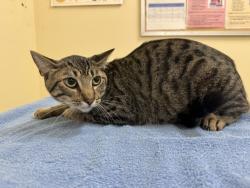 Shelter Stray Male Cat last seen DUMPED @ TCAS, 1950 Stevenson Blvd, Fremont, CA 94538, USA
