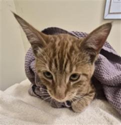 Shelter Stray Male Cat last seen MISSION BLVD., 1950 Stevenson Blvd, Fremont, CA 94538, USA