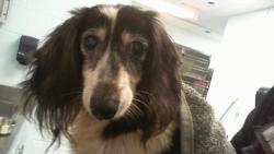 Shelter Stray Male Dog last seen CHARLOTTE, 8315 Byrum Dr, Charlotte, NC 28217, USA