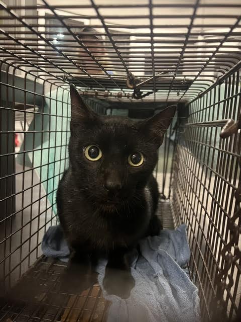 Shelter Stray Unknown Cat last seen , 11361 W Pico Blvd, Los Angeles, CA 90064, USA