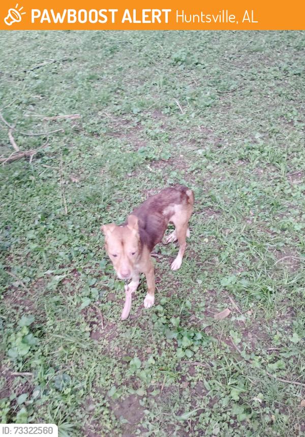 Found/Stray Female Dog last seen Dawnwood Dr NW and Mastin Lake, Huntsville, AL 35810