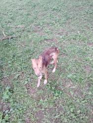 Found/Stray Female Dog last seen Dawnwood Dr NW and Mastin Lake, Huntsville, AL 35810