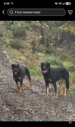 Reunited Male Dog last seen 133rd Ave, Rainier, WA 98576