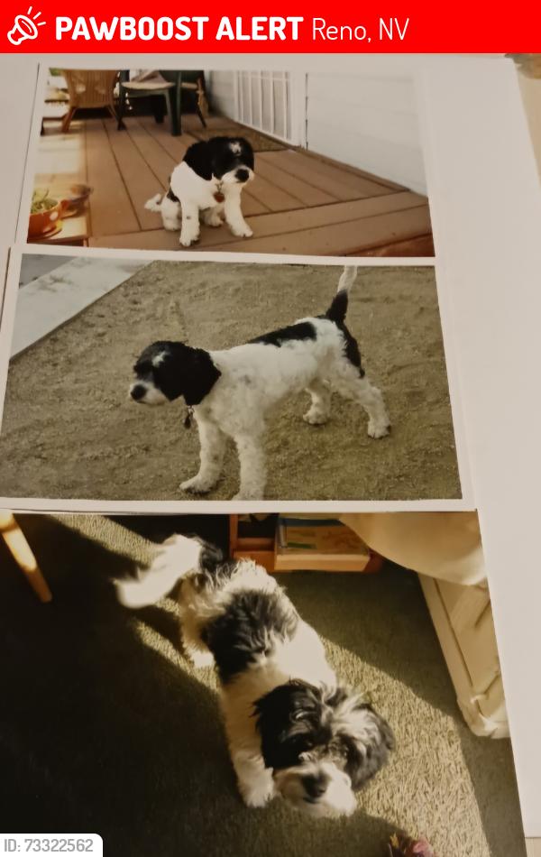 Lost Female Dog last seen North Street or South Street, Reno, NV 89508