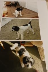 Lost Female Dog last seen North Street or South Street, Reno, NV 89508