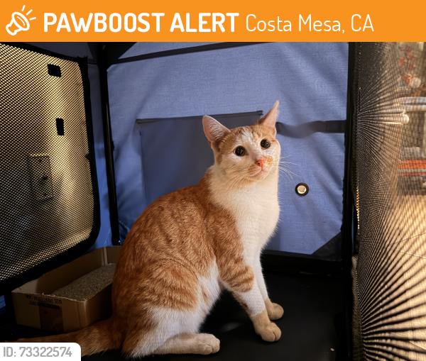 Found/Stray Unknown Cat last seen Costa Mesa, Costa Mesa, CA 92626
