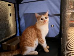 Found/Stray Unknown Cat last seen Costa Mesa, Costa Mesa, CA 92626
