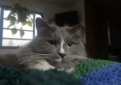 Lost Male Cat last seen Near Osprey cove south apmts, Jacksonville, NC 28540