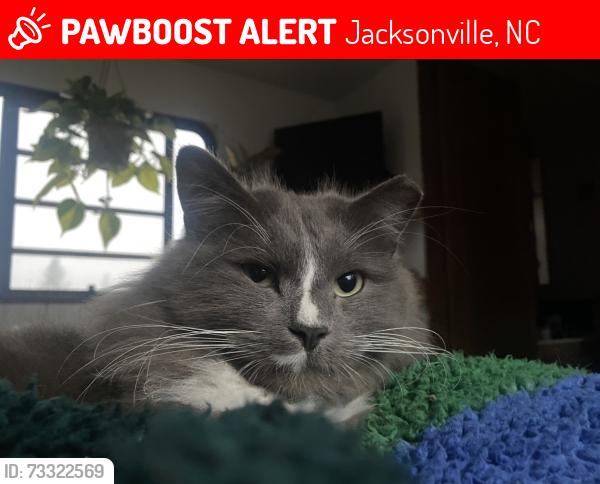 Lost Male Cat last seen Near Osprey cove south apmts, Jacksonville, NC 28540