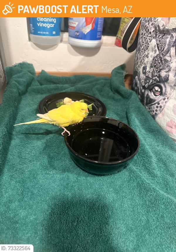 Surrendered Unknown Bird last seen Center & University, Mesa, AZ 85201