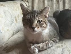Reunited Male Cat last seen 41st & Leonard Pl, Des Moines, IA 50310