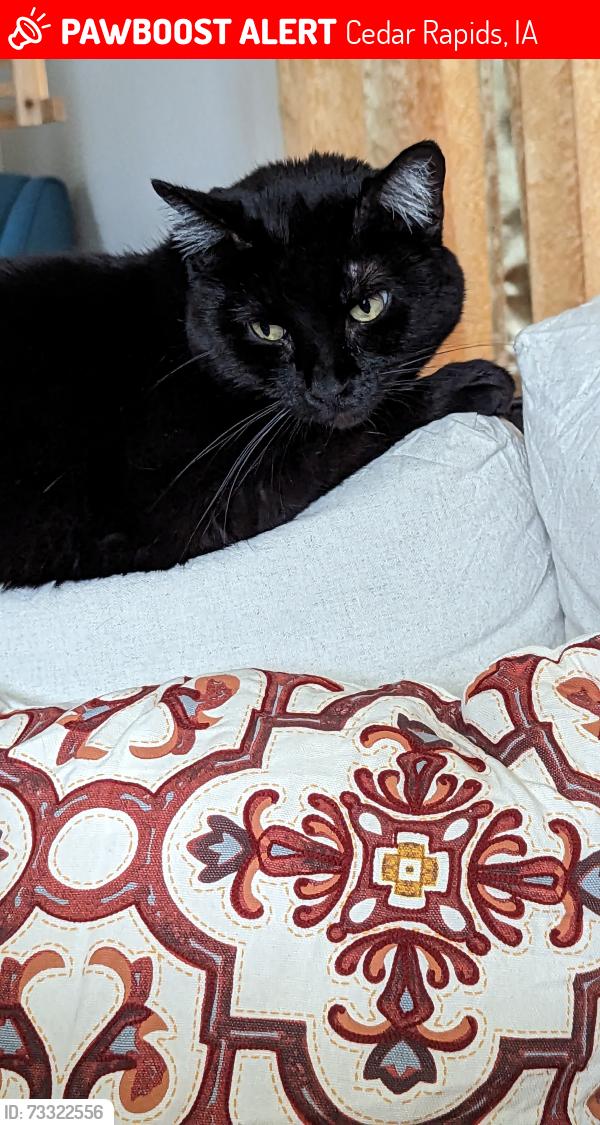 Lost Female Cat last seen C Ave NW & 10th Street NW, Cedar Rapids, IA 52405