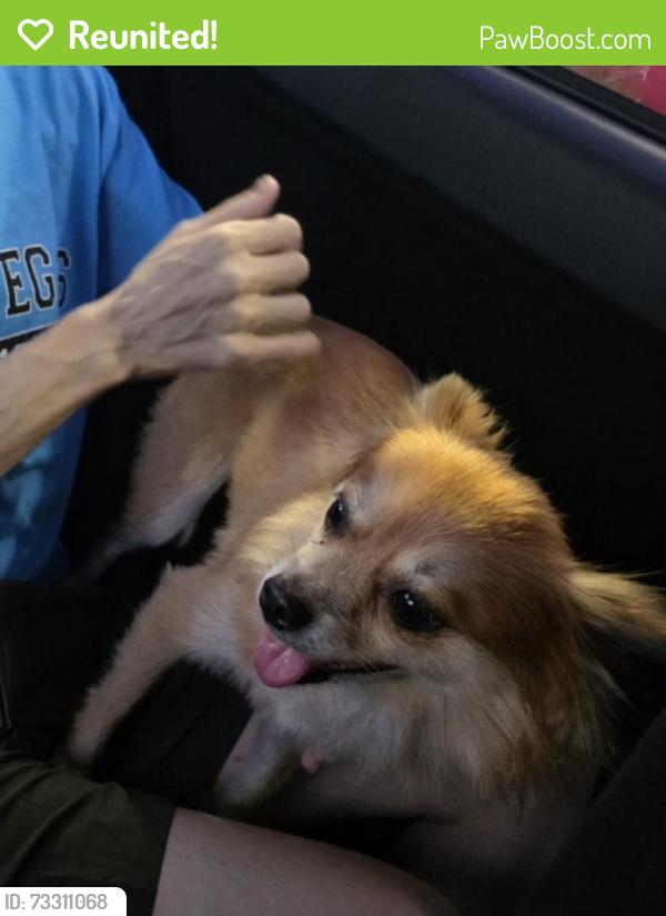 Reunited Female Dog last seen Central y hooper, Los Angeles, CA 90002