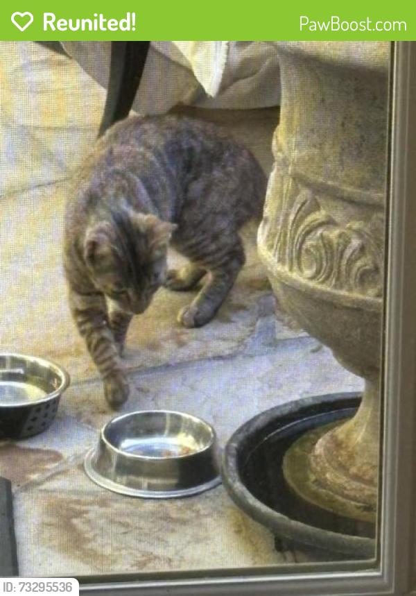 Reunited Unknown Cat last seen ests & Bonanza way, Danville, CA 94526