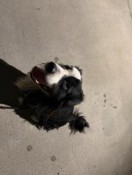 Found/Stray Male Dog last seen Lynwood, Lynwood, CA 90262