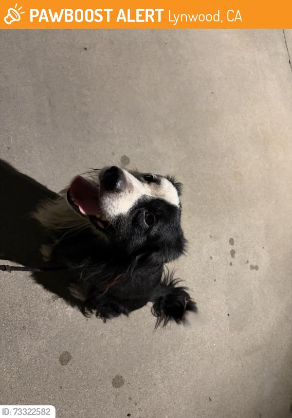 Found/Stray Male Dog last seen Lynwood, Lynwood, CA 90262