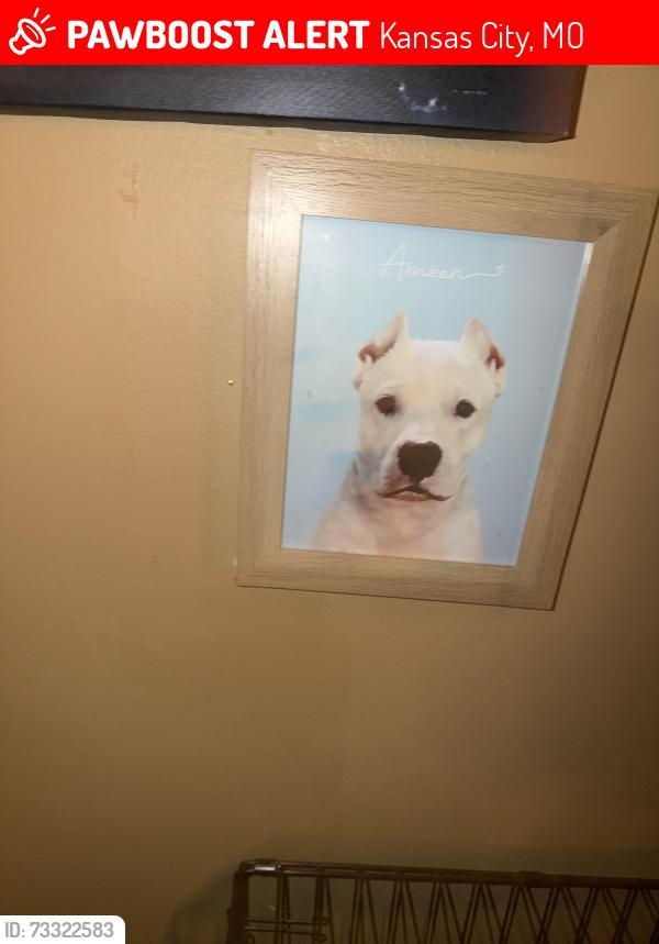 Lost Male Dog last seen Bannister, Kansas City, MO 64106