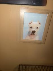 Lost Male Dog last seen Bannister, Kansas City, MO 64106