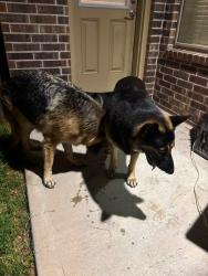 Reunited Unknown Dog last seen Nothpointe / 249, Harris County, TX 77377