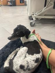 Reunited Male Dog last seen Riverside Golf course, N. Boswell and Brookside Drive - south of Bell, Sun City, AZ 85351