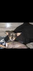Lost Female Dog last seen O hara dr - wind talker, San Antonio, TX 78251