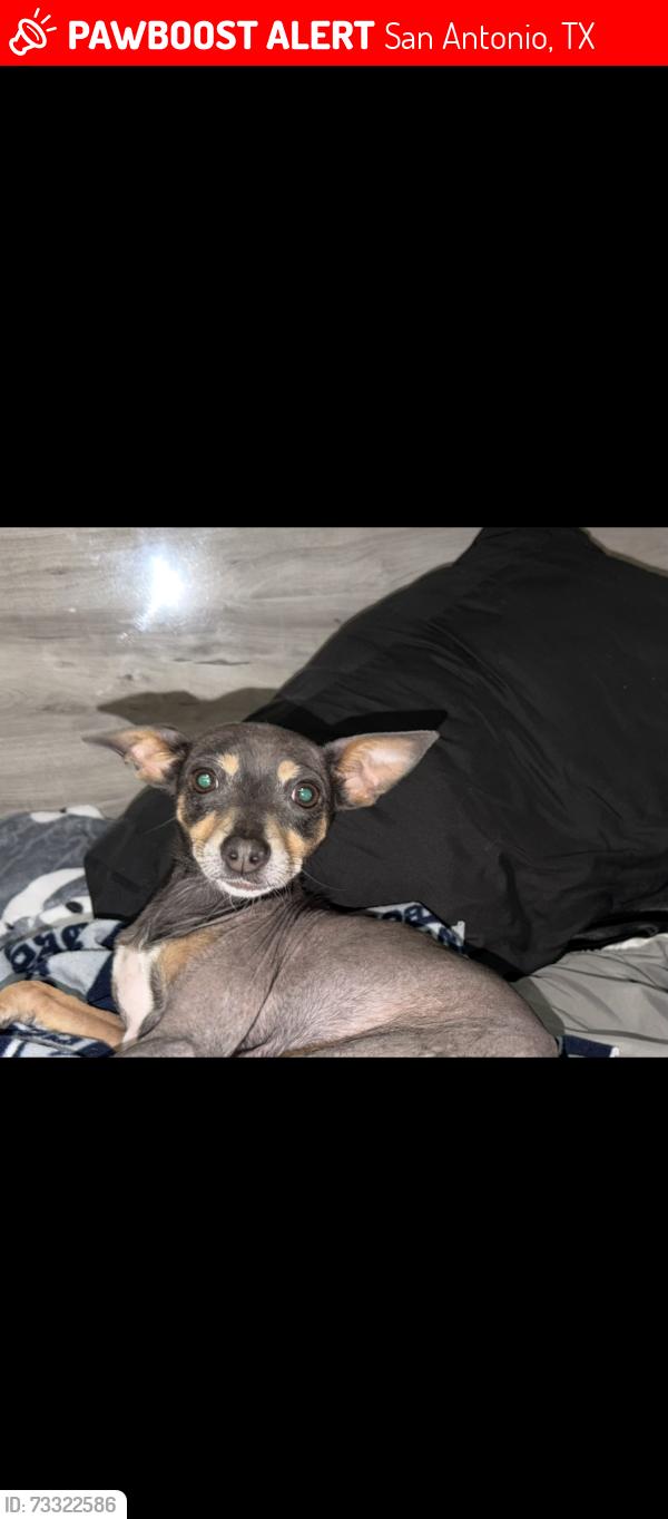 Lost Female Dog last seen O hara dr - wind talker, San Antonio, TX 78251