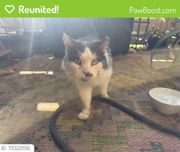 Reunited Unknown Cat last seen Strands Beach, Dana Point, CA 92629
