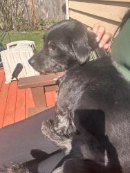 Reunited Male Dog last seen 59th and campbell, Phoenix, AZ 85031