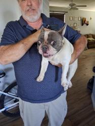 Found/Stray Unknown Dog last seen Bradley, Menifee, CA 92586