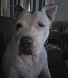 Reunited Female Dog last seen Buckeye Az, Buckeye, AZ 85236