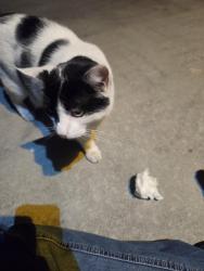 Reunited Unknown Cat last seen S. Fernwood Circle (near Columbia middle school), Sunnyvale, CA 94085
