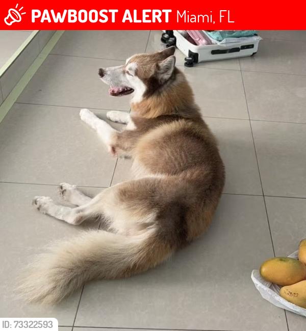 Lost Male Dog last seen Starbucks, Miami, FL 33165