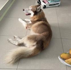 Lost Male Dog last seen Starbucks, Miami, FL 33165
