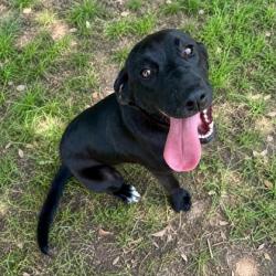 Shelter Stray Female Dog last seen Citrus Ave, Crystal River, FL, 4030 S Airport Rd, Inverness, FL 34450, USA