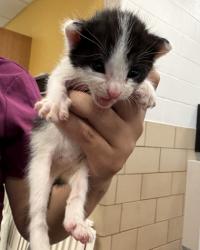 Shelter Stray Female Cat last seen Near Colborne Dr, 75149, TX, 1650 Gross Rd, Mesquite, TX 75149, USA