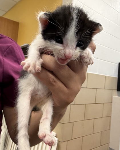 Shelter Stray Female Cat last seen Near Colborne Dr, 75149, TX, 1650 Gross Rd, Mesquite, TX 75149, USA