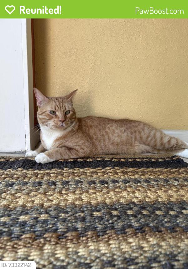 Reunited Male Cat last seen 19th ave & Dahlia, Denver, CO 80220