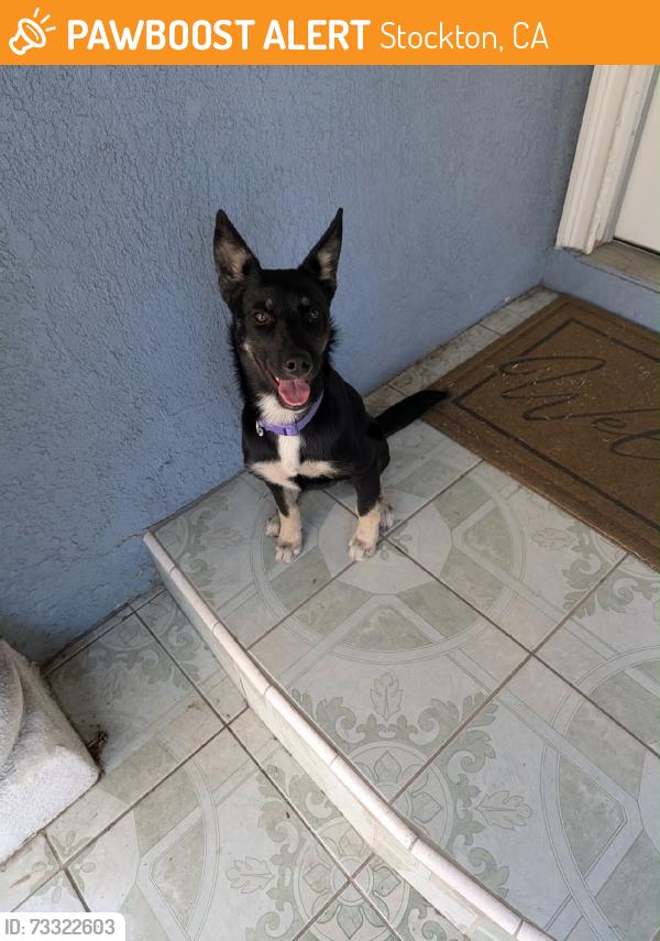 Found/Stray Female Dog last seen 7th street, Stockton, CA 95203