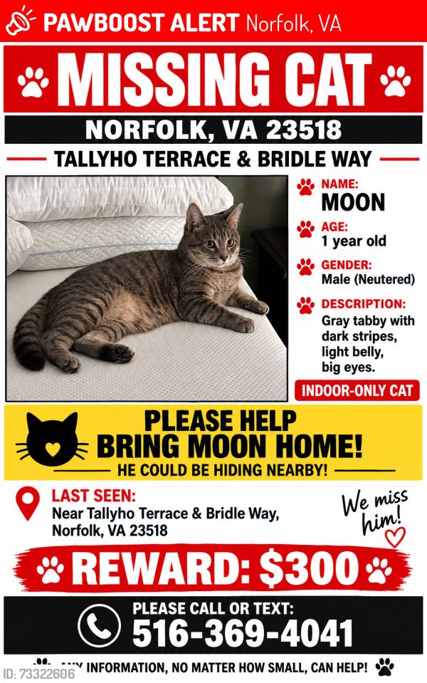 Lost Male Cat last seen Corner of bridle way and tallyho terrace norfolk va 23518, Norfolk, VA 23518