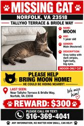 Lost Male Cat last seen Corner of bridle way and tallyho terrace norfolk va 23518, Norfolk, VA 23518
