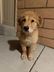 Found/Stray Male Dog last seen Briggs and Autumn Glenn lane, Homeland, CA 92548