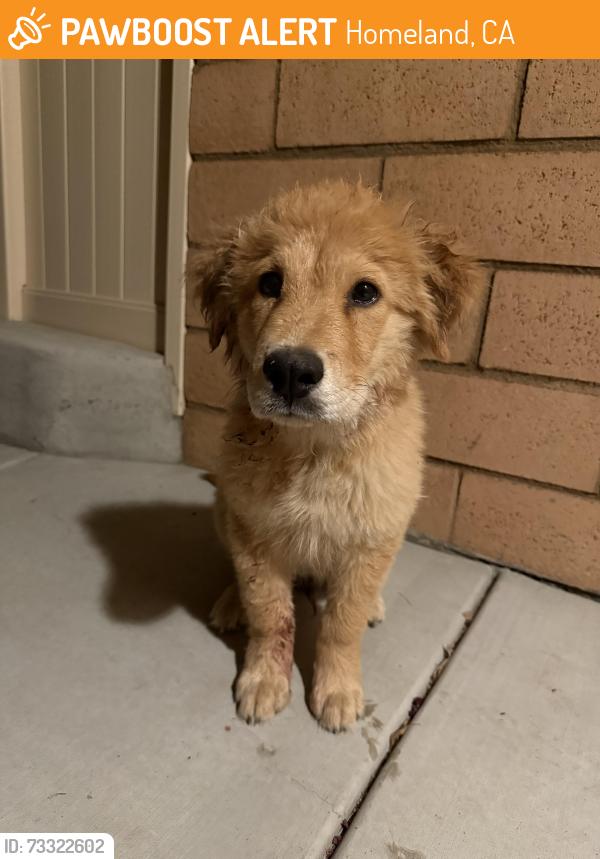Found/Stray Male Dog last seen Briggs and Autumn Glenn lane, Homeland, CA 92548