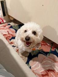 Reunited Female Dog last seen Mountain Ave and Irvington Rd, Tucson, AZ 85706