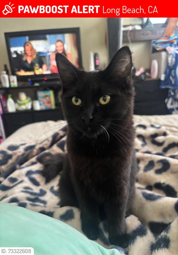 Lost Female Cat last seen 10th and walnut, Long Beach, CA 90813