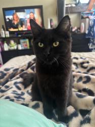 Lost Female Cat last seen 10th and walnut, Long Beach, CA 90813