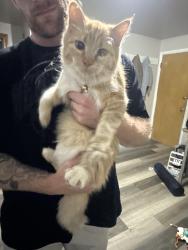 Found/Stray Female Cat last seen West 8th Street, Kaukauna, WI 54130
