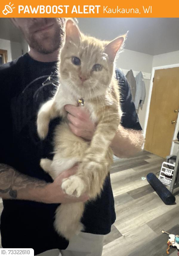 Found/Stray Female Cat last seen West 8th Street, Kaukauna, WI 54130