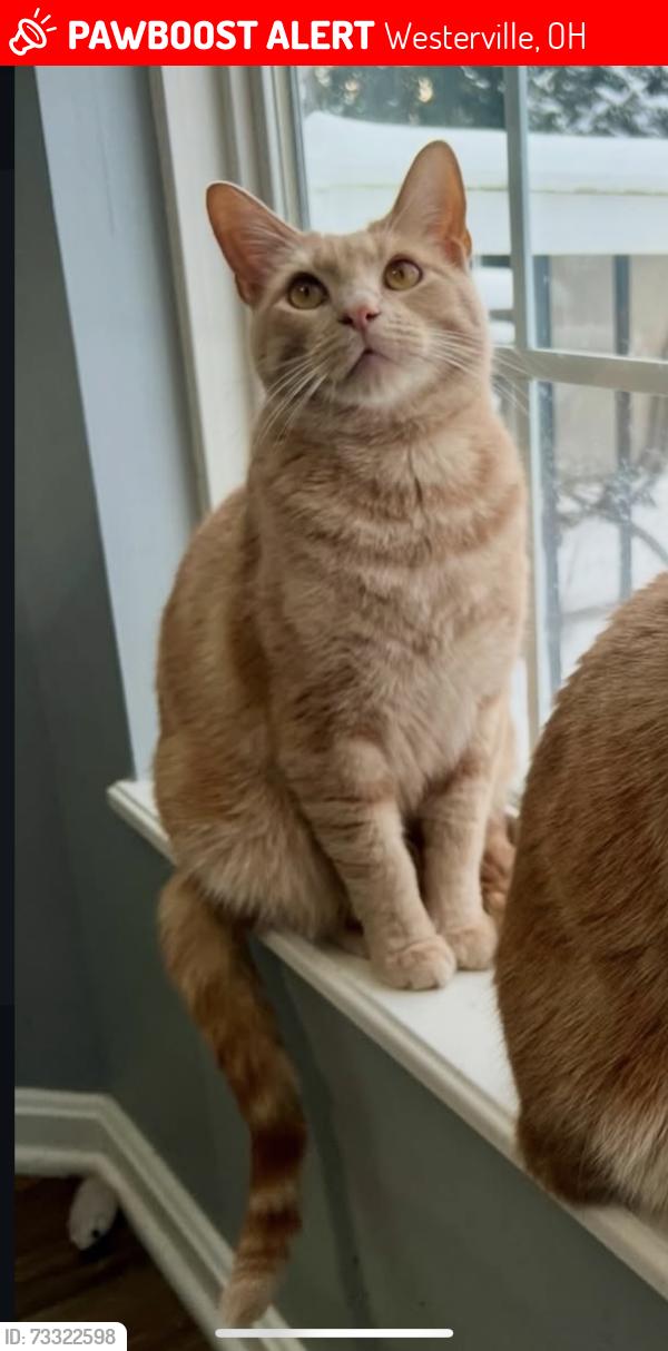 Lost Male Cat last seen Windermere circle neighborhoods Westerville, Ohio, Westerville, OH 43082