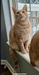 Lost Male Cat last seen Windermere circle neighborhoods Westerville, Ohio, Westerville, OH 43082